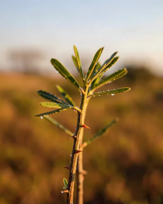 Acacia Thorn