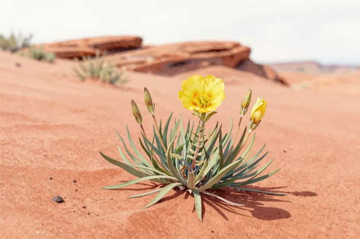 Evening Primrose