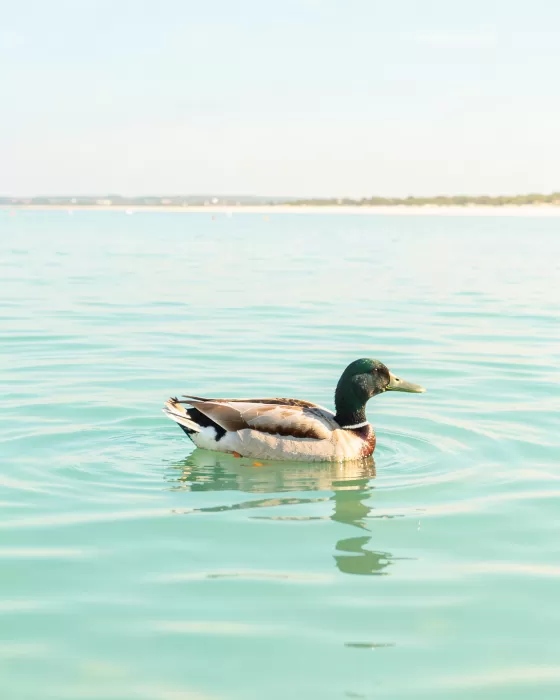 Drifting Calm