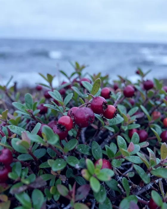 Coastal Crowberries