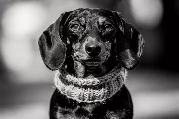 Scarfed Dachshund