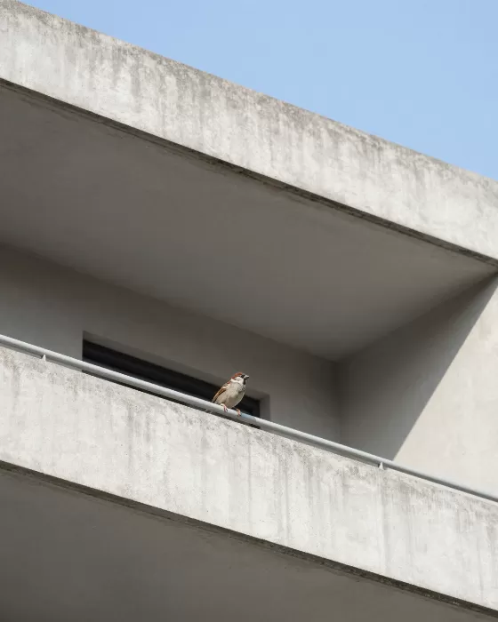 Balcony Sparrow