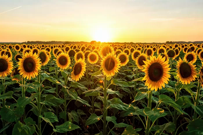 Warm Radiance