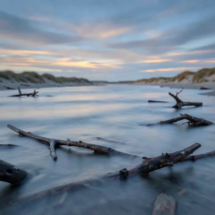 Silky Driftwood