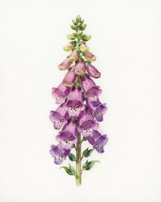 Digitalis Bloom