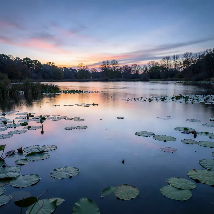 Dusk Lilies