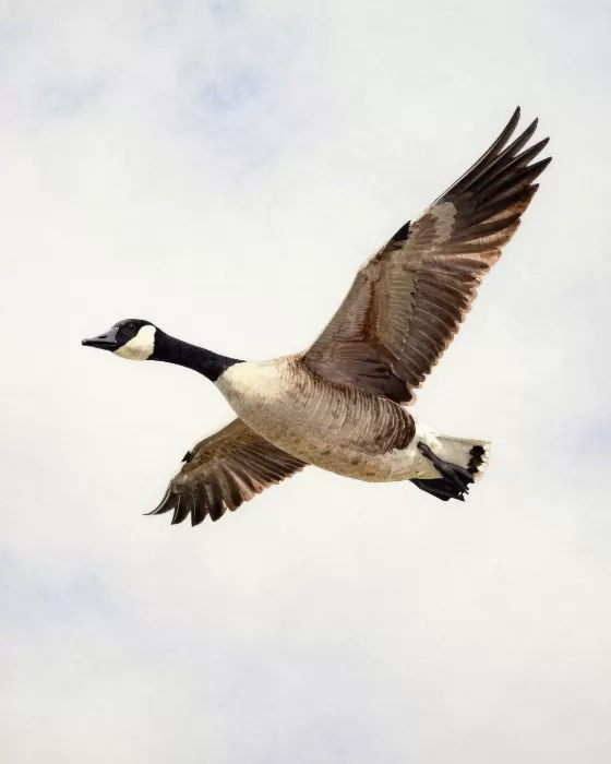 Wings Above