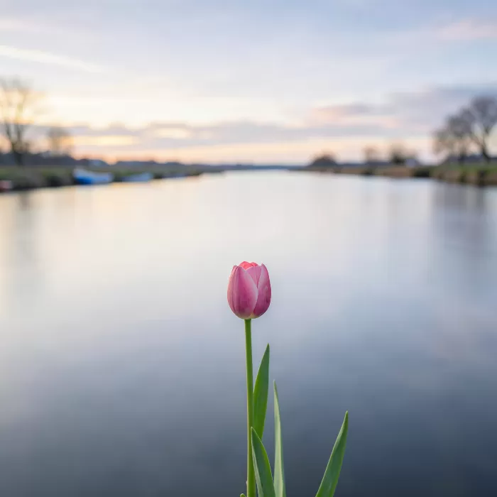 Silk Tulip
