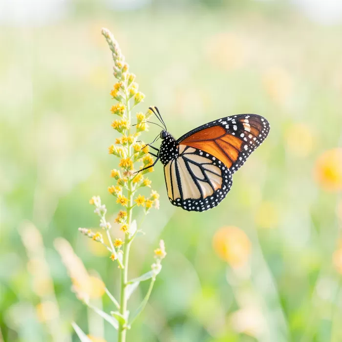 Monarch Rest