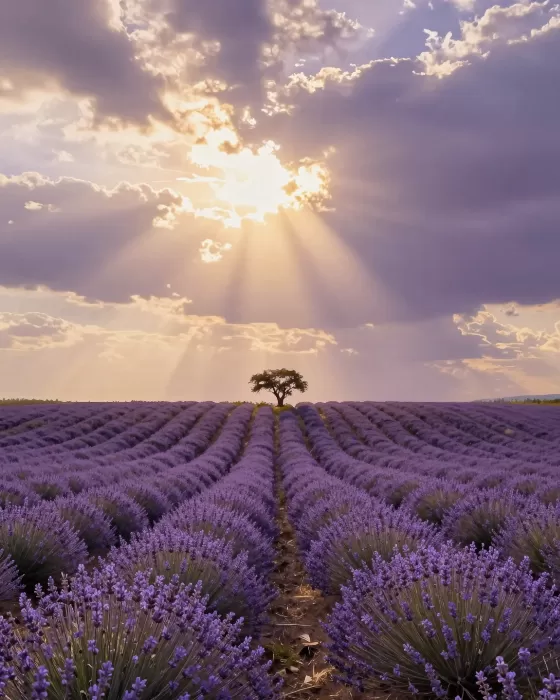 Purple Fields