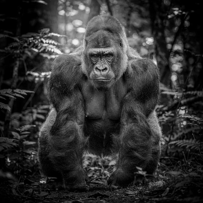 Forest Guardian