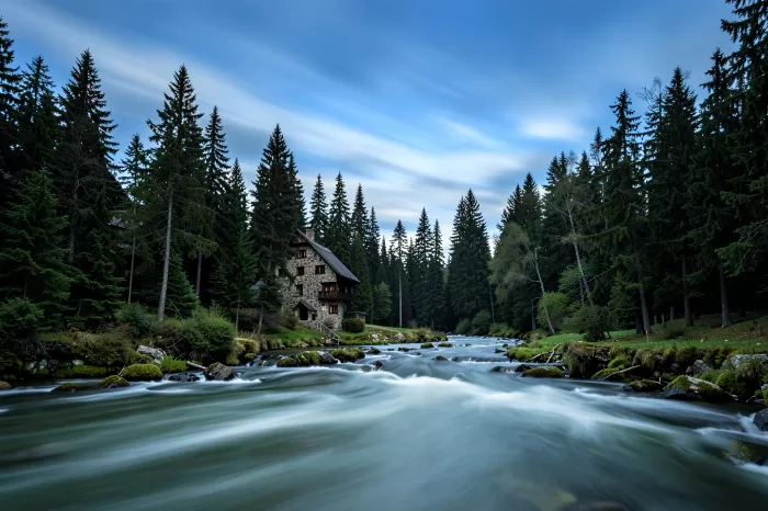Forest Mill