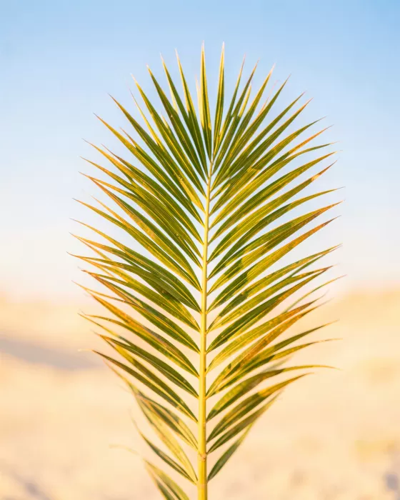 Desert Frond