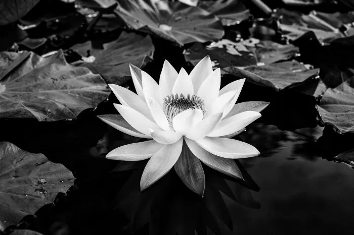 Lotus Dark