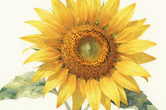 Amber Petals