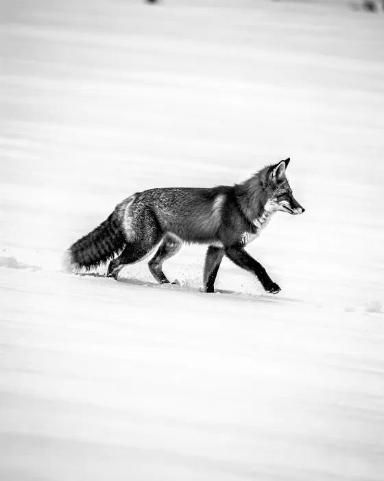 Fox Stride