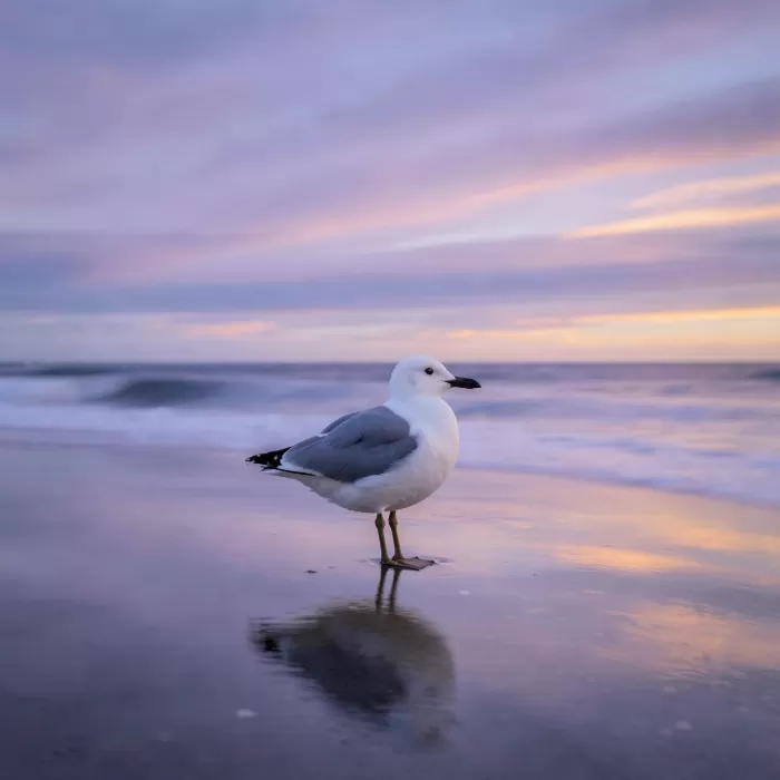 Dusk Gull