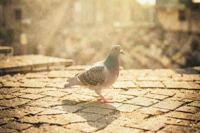 Rooftop Stroll