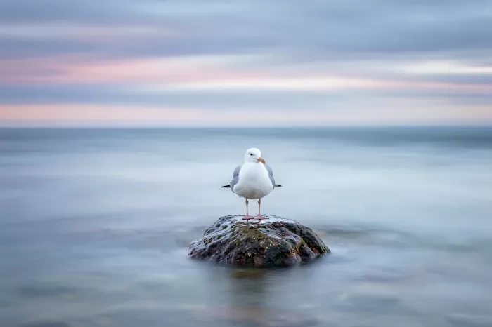 Mist And Gull