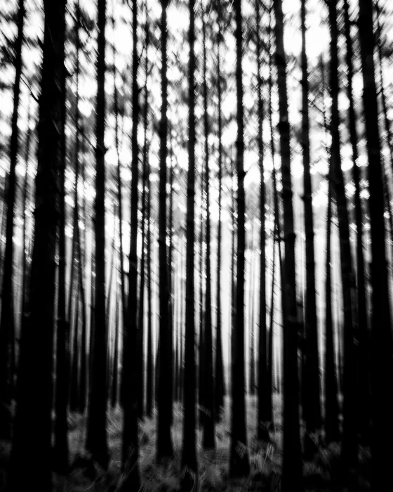 Silent Pines