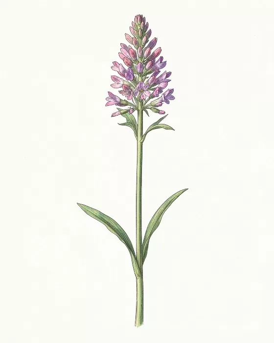 Sierra Wildflower