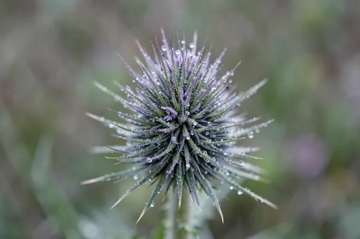 Dew Thistle