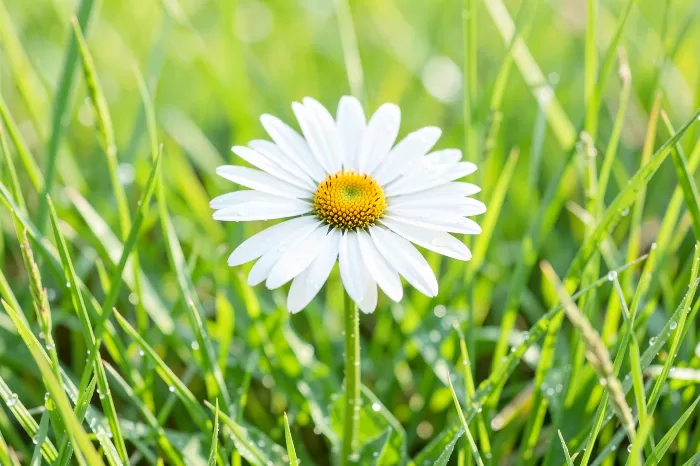Dewy Daisy