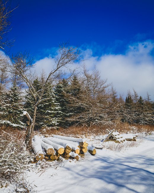 Newfoundland Woods - Newfoundland art print
