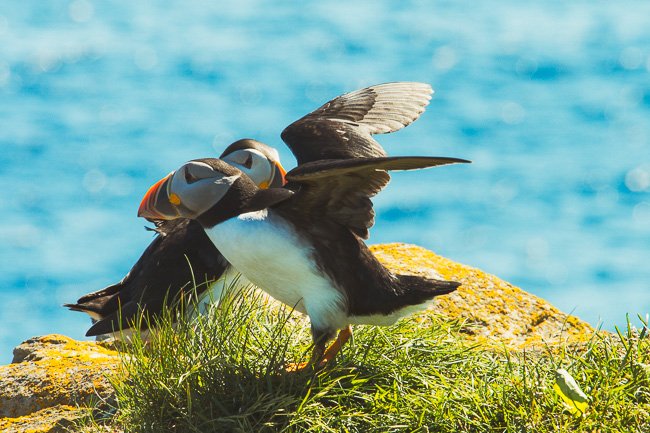 Ready For Flight - Newfoundland art print
