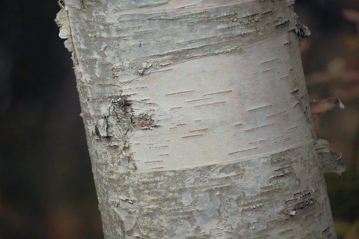 Birch - Newfoundland art print