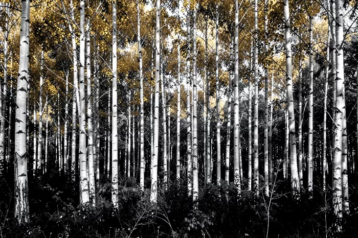 Aspen Verticals