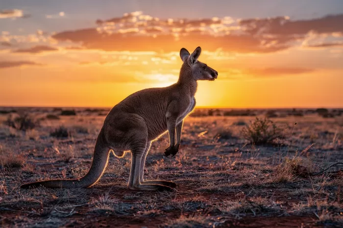 Golden Kangaroo