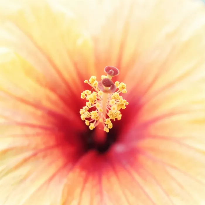 Hibiscus Heart