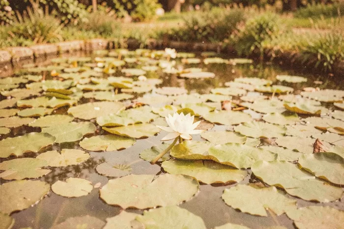 Summer Pond