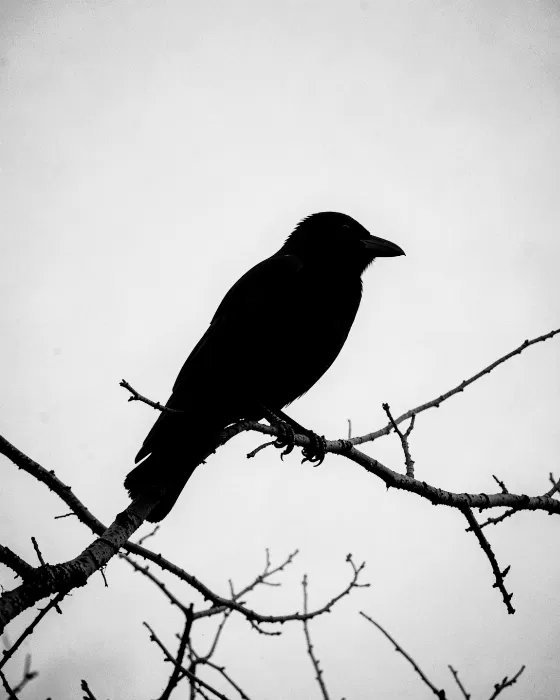 Crow Silhouette