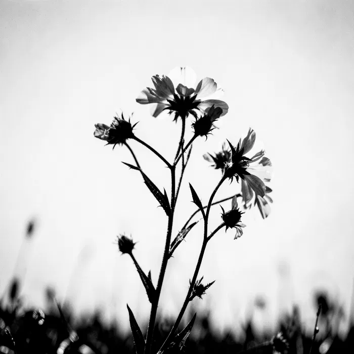Wildflower Silhouette