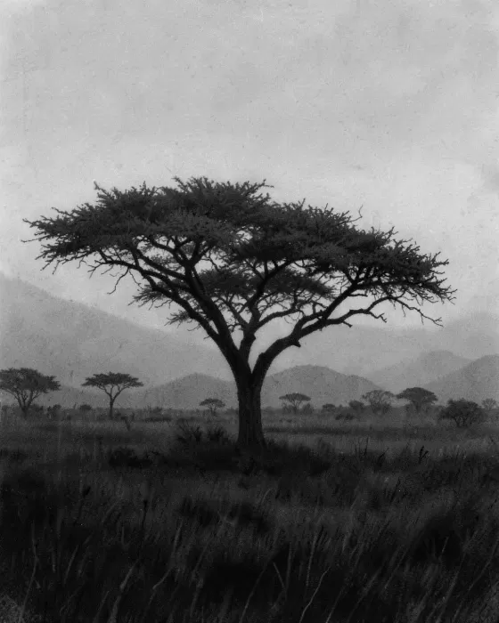 Serengeti Dusk