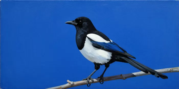 Blue Magpie