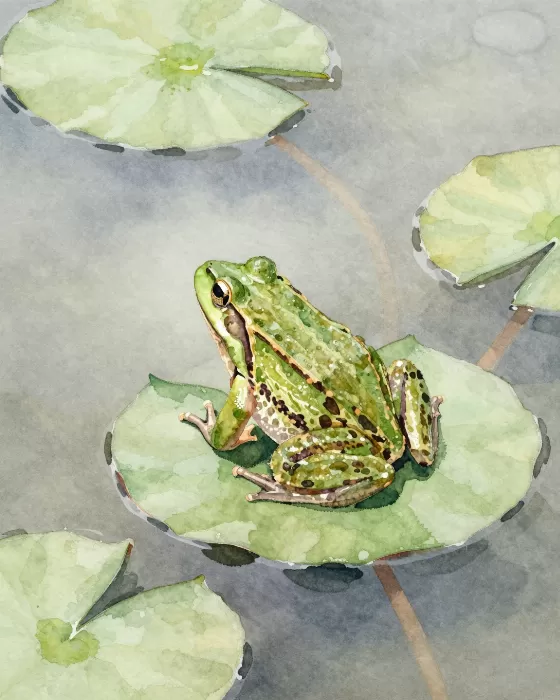 Pond Frog