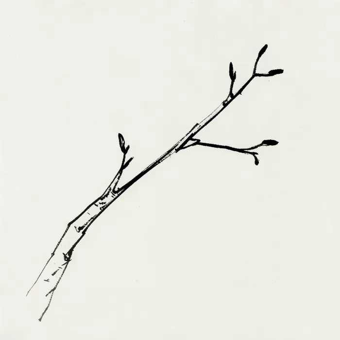 Twig And Nodes