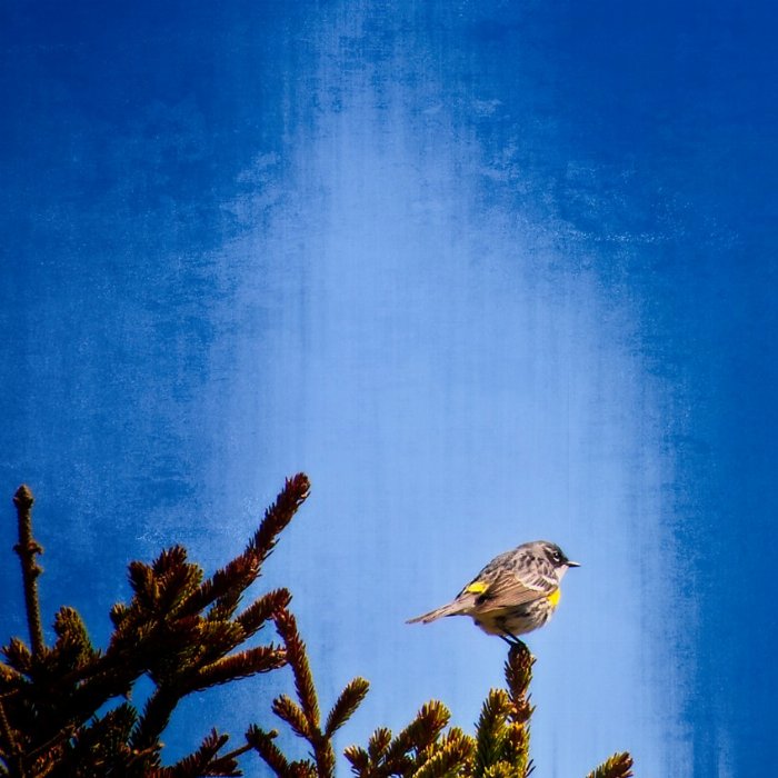 Tweety Bird - Newfoundland art print