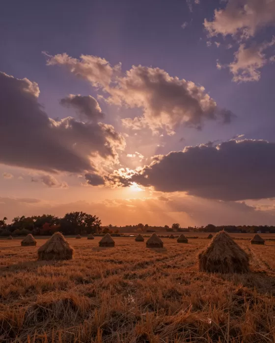 Harvest Grandeur