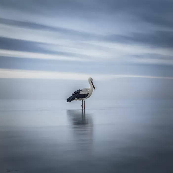Misted Stork