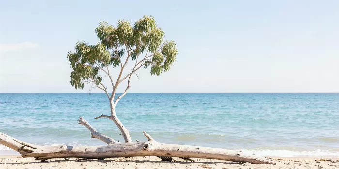 Eucalyptus Tide