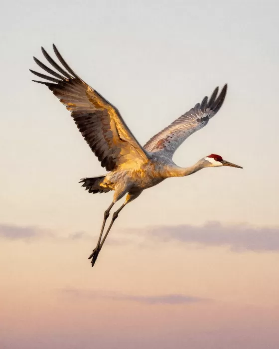 Rising Crane