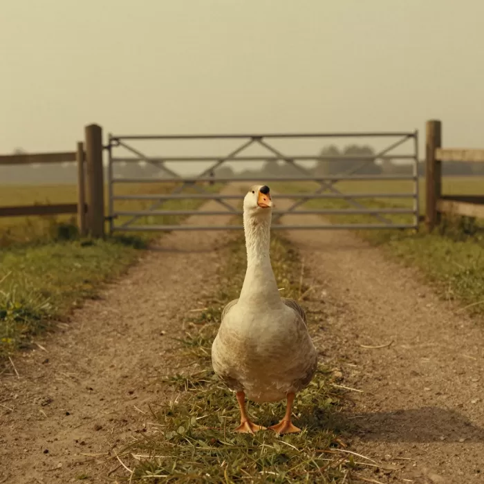 Track Goose
