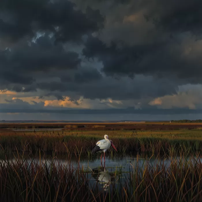 Reedbed Watch