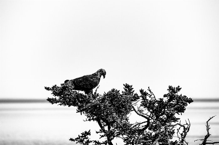 Eagle Eyes - Newfoundland art print