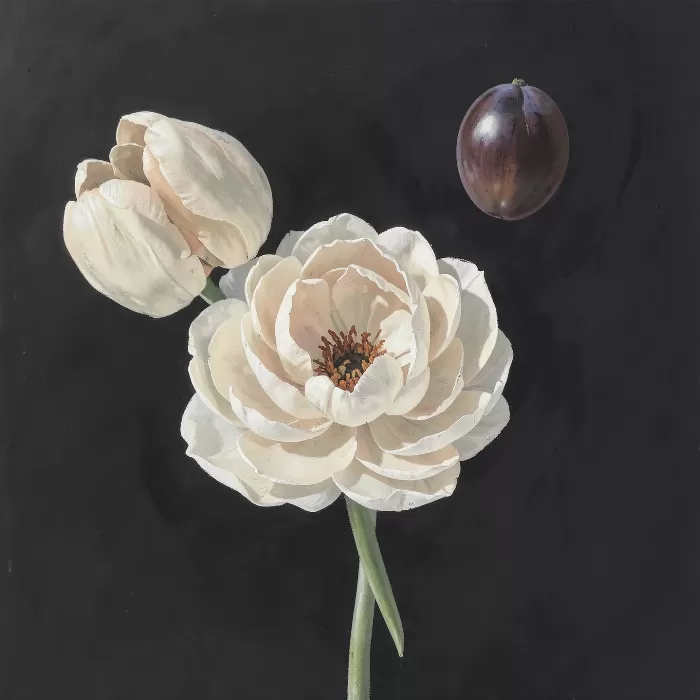 Oat Peony