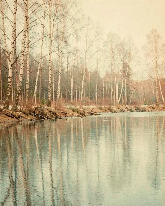 Faded Grove